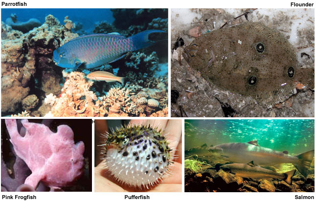photos of a Parrotfish, Flounder, Pink Frogfish, Pufferfish, and Salmon