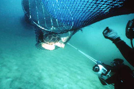 image of Sea Turtle caught in a fishing net