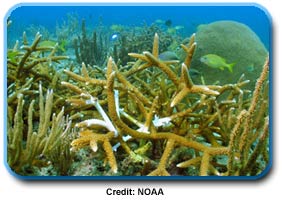 photo of a marine habitat