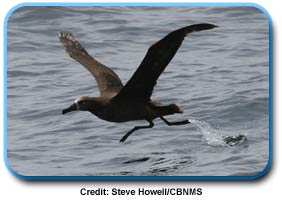 photo of a Black-footed Albatross running across water
