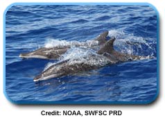 photo of two dolphins swimming