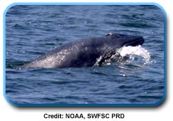 photo of a Brydes Whale