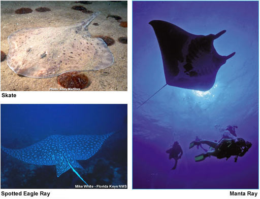photos of a Skate, Spotted Eagle Ray, and Manta Ray