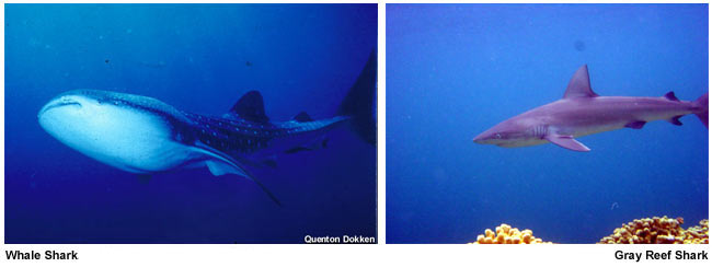 photos of a Whale Shark and a Gray Reef Shark