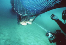 image of a sea turtle caught in a net
