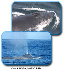 two photos of whale blowholes