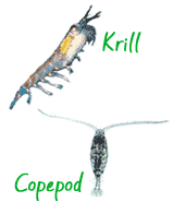 image of krill and a copepod