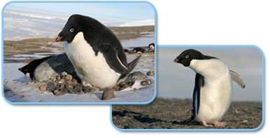 photo of an adult penguin with chicks