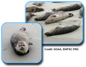 two photos of Harbor Seals