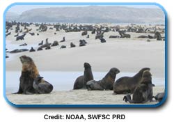photo of Seals