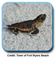 photo of a Sea Turtle hatchling