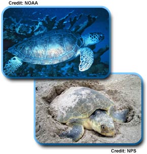two photos of Sea Turtles