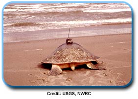 photo of Sea Turtle with a satellite transmitter attached to its shell