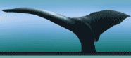 image of a whale tail