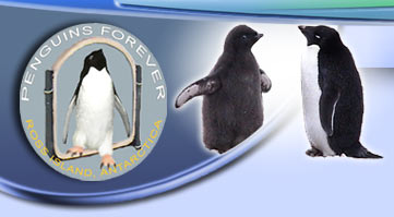 Penguins Forever, Ross Island, Antarctica