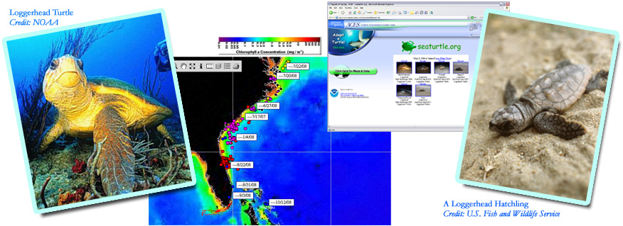 web screenshots and images of Loggerhead Turtles