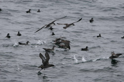 photo of Albatross