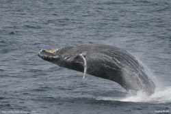 photo of Humback Whale