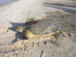 photo of turtle