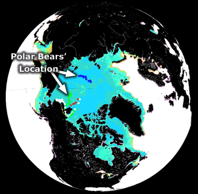 map showing polar bear locations on Sea Ice Concentration Data