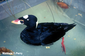 photo of Scoter in pool