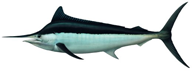 Click here for Black Marlin.