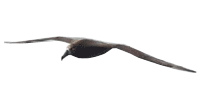 Click here for Black-footed Albatross.