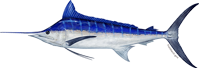 Click here for Blue Marlin.