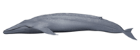 Click here for Blue Whale.