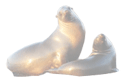 Login for California Sea Lion.