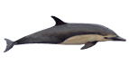 Click here for Common Dolphin.