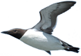 Click here for Common Murre.