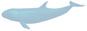 Login for False Killer Whale.