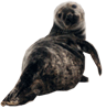 Click here for Gray Seal.