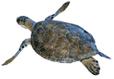 Click here for Green Sea Turtle.