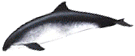 Click here for Harbor Porpoise.