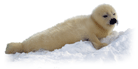 Click here for Harp Seal.