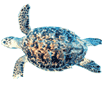 Click here for Hawksbill Turtle.