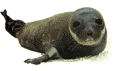 Click here for Hooded Seal.