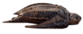 Click here for Leatherback Sea Turtle.