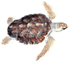 Click here for Loggerhead Turtle.