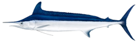 Click here for Mediterranean Spearfish.