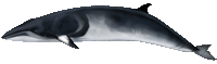 Click here for Minke Whale.