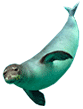 Click here for Hawaiian Monk Seal.