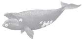 Login for North Pacific Right Whale.