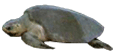 Click here for Olive Ridley Turtle.