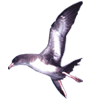 Click here for Pink-footed Shearwater.