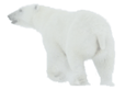 Login for Polar Bear.