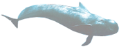 Login for Short-finned Pilot Whale.