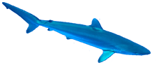 Click here for Silky Shark.
